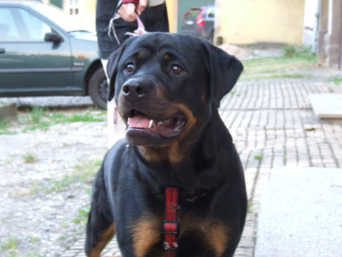Bijou vom Hellimer Hof