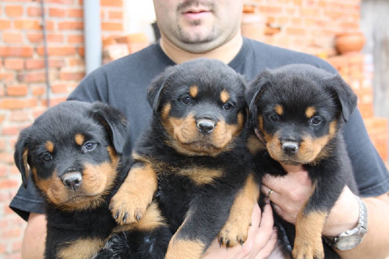 vom Hellimer Hof - Rottweiler - Portée née le 25/08/2009