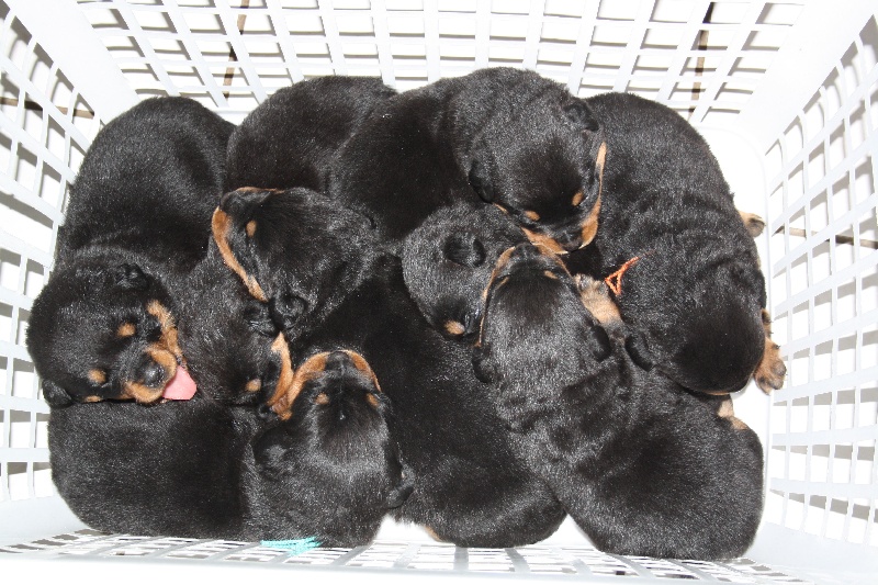 vom Hellimer Hof - Rottweiler - Portée née le 22/03/2012