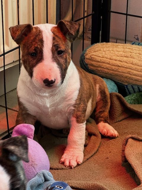 vom Hellimer Hof - Chiots disponibles - Bull Terrier Miniature