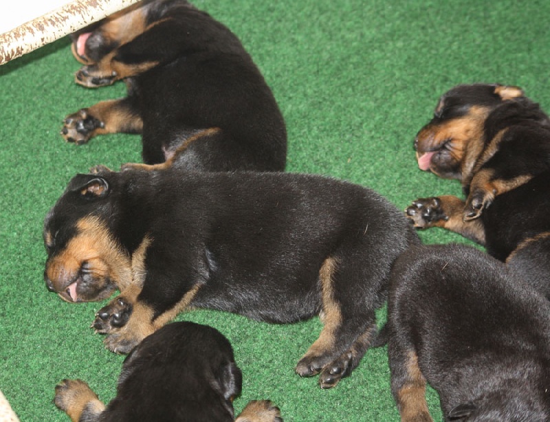 vom Hellimer Hof - Rottweiler - Portée née le 24/07/2013