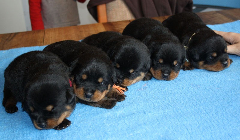 vom Hellimer Hof - Rottweiler - Portée née le 23/09/2012