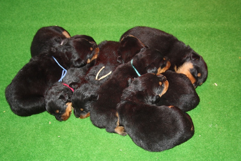 vom Hellimer Hof - Rottweiler - Portée née le 13/11/2009