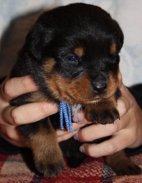 vom Hellimer Hof - Rottweiler - Portée née le 23/10/2010