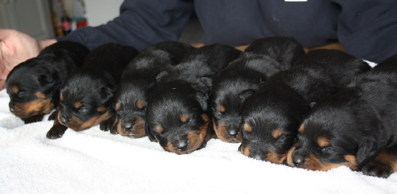 vom Hellimer Hof - Rottweiler - Portée née le 09/03/2013