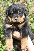 CHIOT JAUNE "HEROS"
