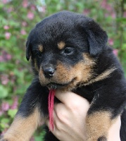 CHIOT FUSHIA "HANOÏ"