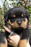 CHIOT BLEU " HERROS"