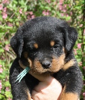 CHIOT VERT "HULCK"