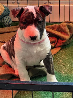 AGATHA