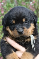 CHIOT VERT CLAIR "HARES"
