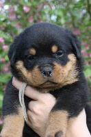 CHIOT GRIS "HACKER"