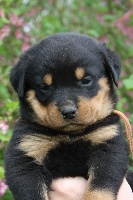 CHIOT ORANGE " HARO"