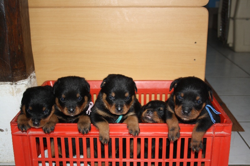 vom Hellimer Hof - Rottweiler - Portée née le 30/11/2012