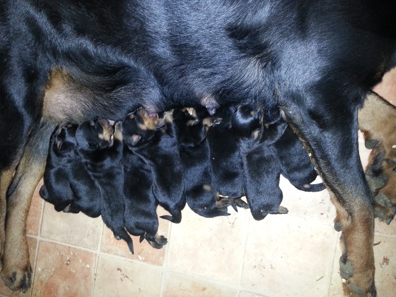 vom Hellimer Hof - Rottweiler - Portée née le 04/10/2013
