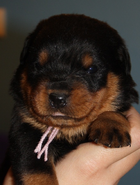 vom Hellimer Hof - Rottweiler - Portée née le 23/10/2010